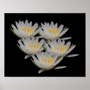 Vatten Lily Lotus Flower Blommar Poster