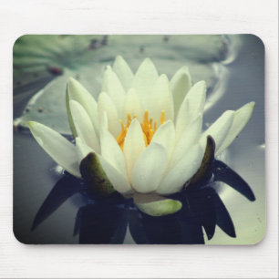 Vatten Lily Lotus Flower Musmatta