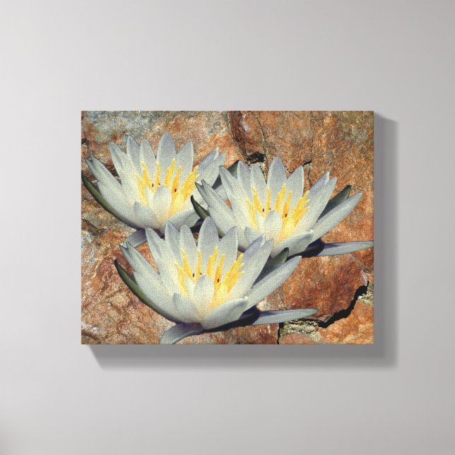 Vatten Lily Lotus Flowers på Stone Canvastryck (Framsida)
