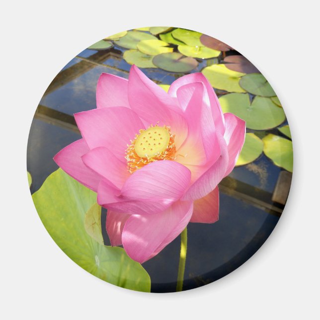 Vatten Lily Magnet (Framsidan)