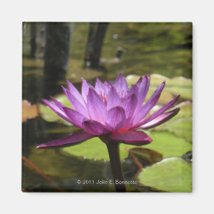 Vatten Lily Magnet