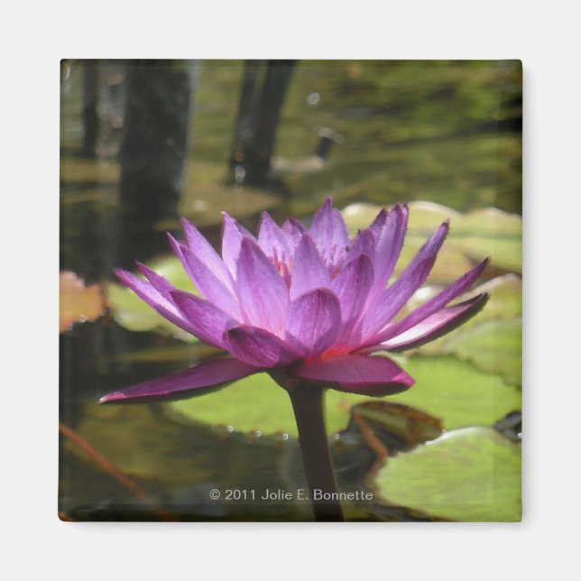 Vatten Lily Magnet (Framsidan)