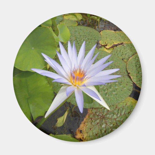 Vatten Lily Magnet (Framsidan)