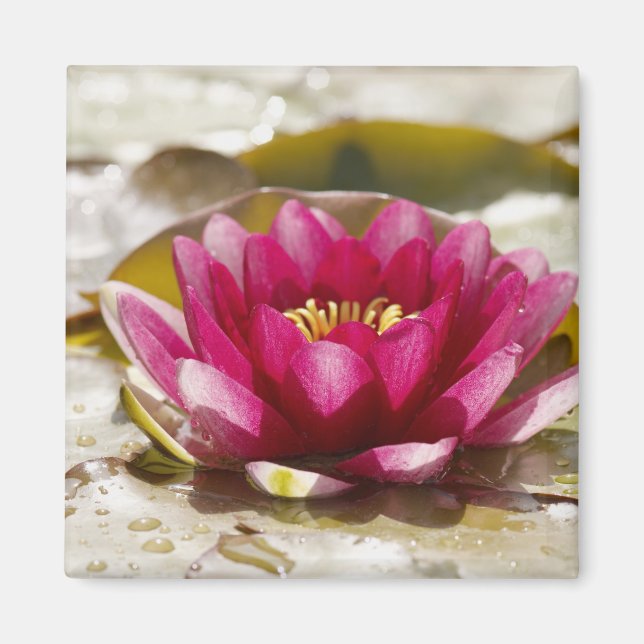 Vatten lily magnet (Framsidan)