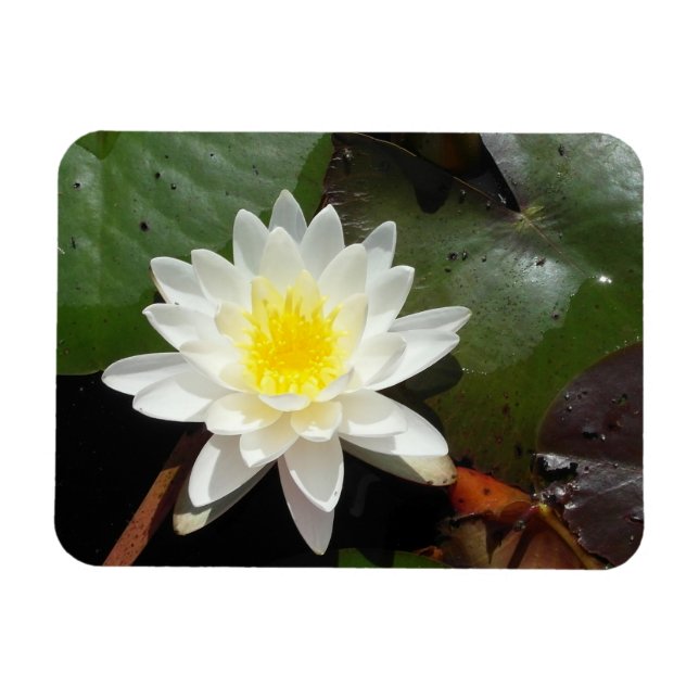 Vatten Lily Magnet (Horisontell)
