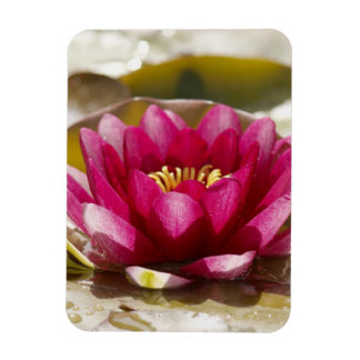 Vatten lily magnet