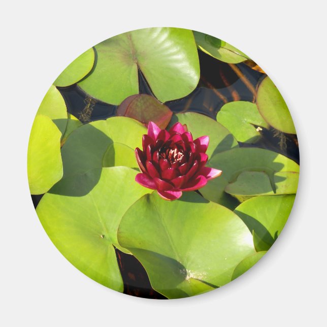 Vatten Lily Magnet (Framsidan)