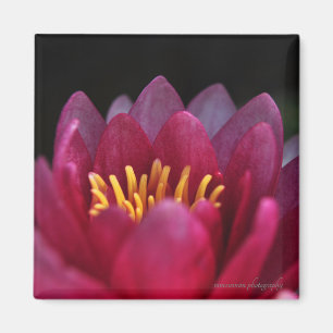 Vatten Lily Magnet