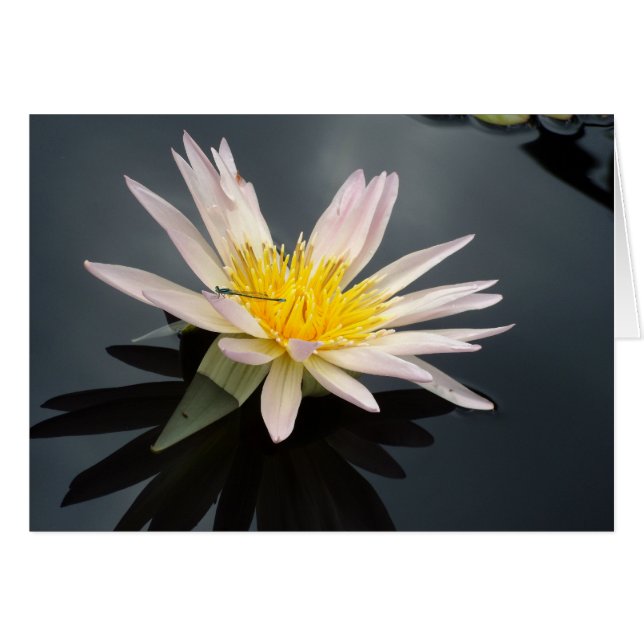 Vatten Lily med Dragonfly Hälsningskort (Framsidan Horizontal)