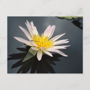 Vatten Lily med Dragonfly Vykort