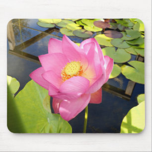 Vatten Lily Musmatta
