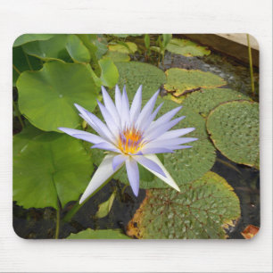 Vatten Lily Musmatta