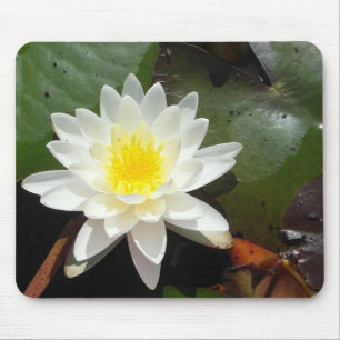 Vatten Lily Musmatta