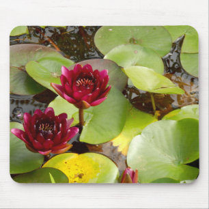 Vatten Lily Musmatta