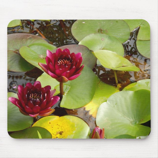 Vatten Lily Musmatta (Framsidan)