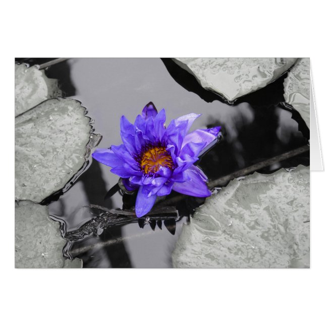 Vatten Lily OBS Kort (Framsidan Horizontal)