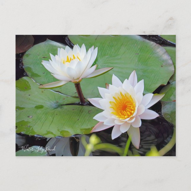 Vatten-Lily Pond [vykort] Vykort (Framsida)