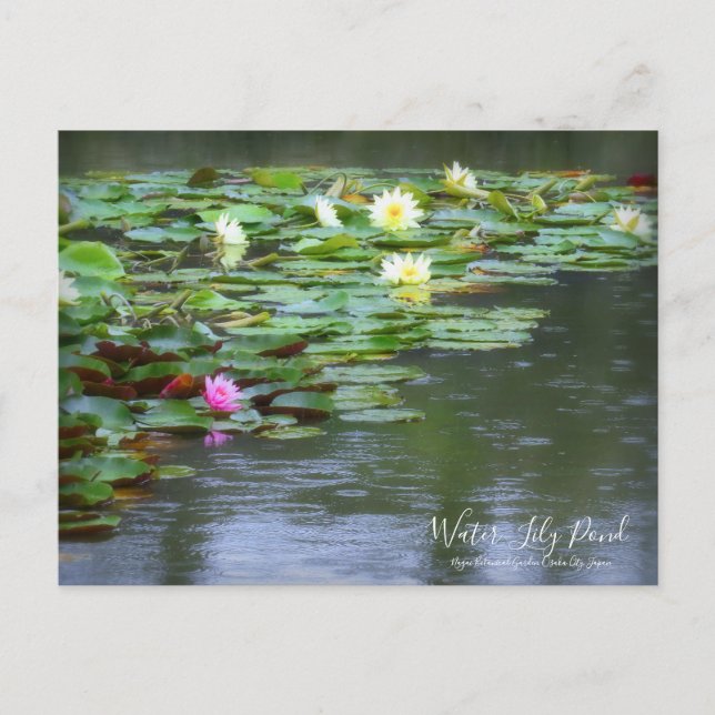 Vatten-Lily Pond:vykort Vykort (Framsida)