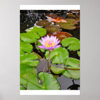 Vatten Lily