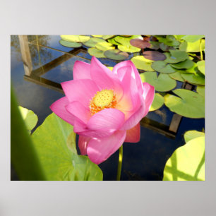 Vatten Lily Poster