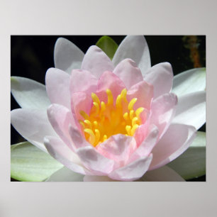 Vatten Lily Poster