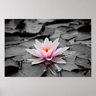 vatten lily poster