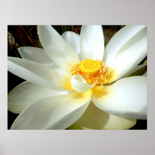 Vatten Lily Poster