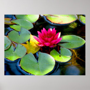 Vatten Lily Poster