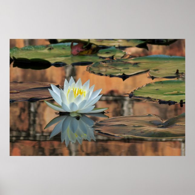Vatten Lily Reflection Photo Poster Skriv ut (Framsidan)
