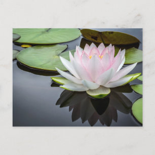 Vatten Lily Rosa Blommigt Photo Vykort
