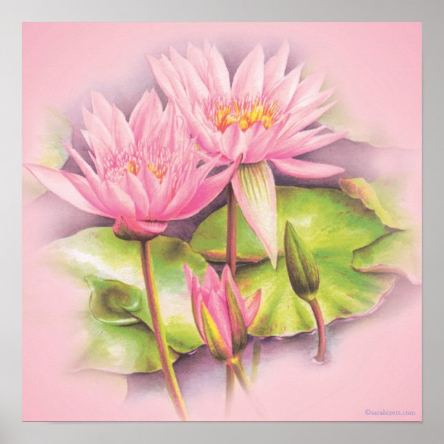 Vatten lily rosa bra art botaniskt poster utskrift (Framsidan)