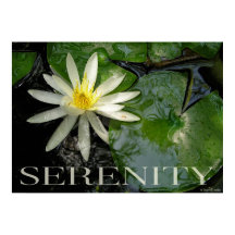 Vatten Lily Serenity Inspirational Poster