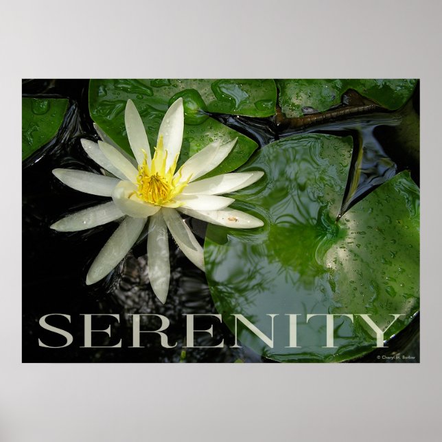 Vatten Lily Serenity Inspirational Poster (Framsidan)