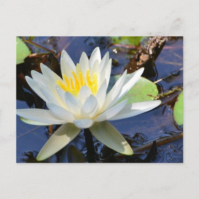 Vatten Lily Vykort (Framsida)