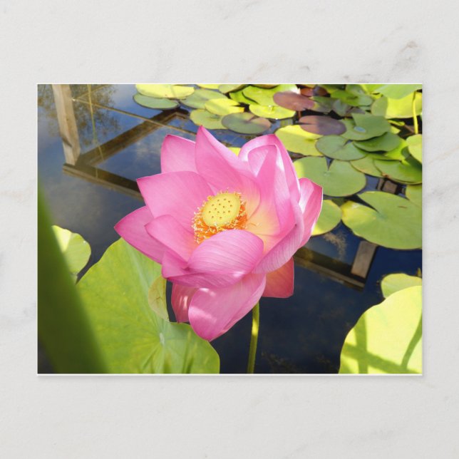 Vatten Lily vykort (Framsida)