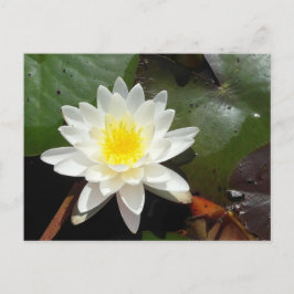 Vatten Lily Vykort