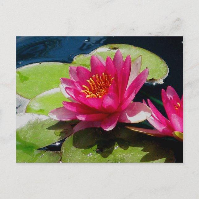 Vatten Lily vykort (Framsida)