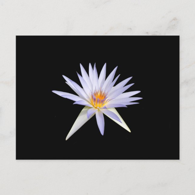 Vatten Lily vykort (Framsida)
