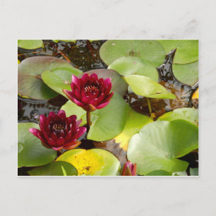Vatten Lily vykort