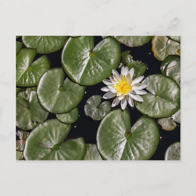 Vatten Lily Vykort (Framsida)