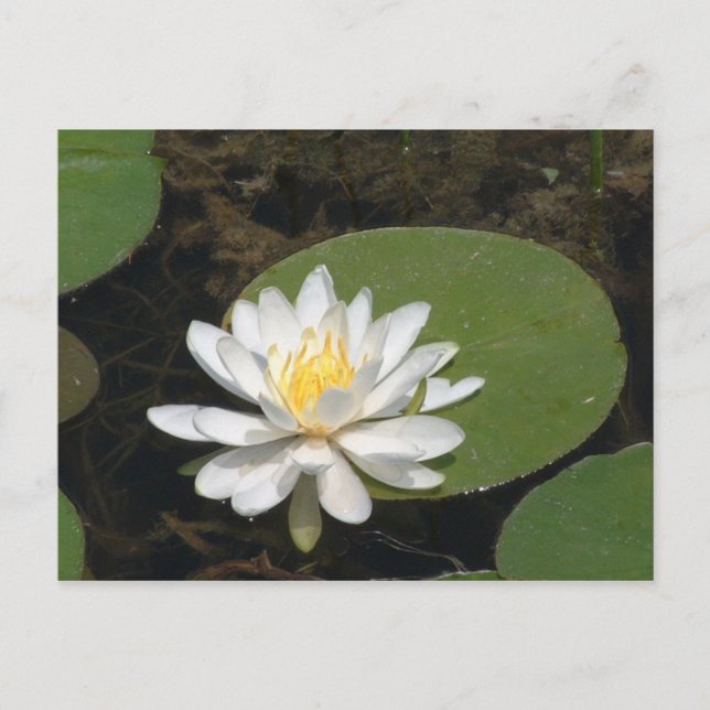 Vatten Lily vykort (Framsida)