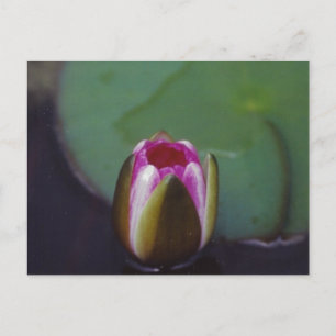 Vatten Lily - vykort