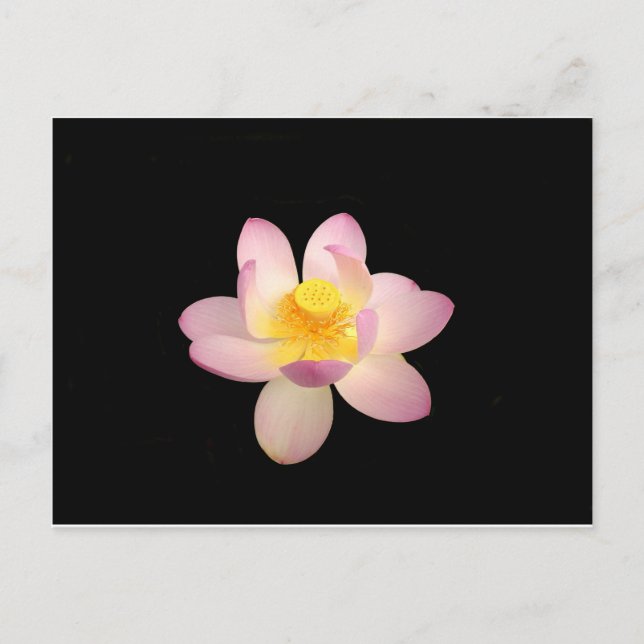 Vatten Lily vykort (Framsida)