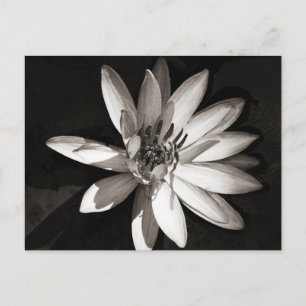 Vatten Lily Vykort