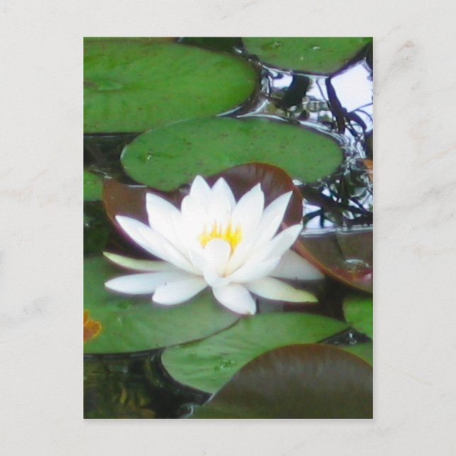 Vatten Lily Vykort (Framsida)