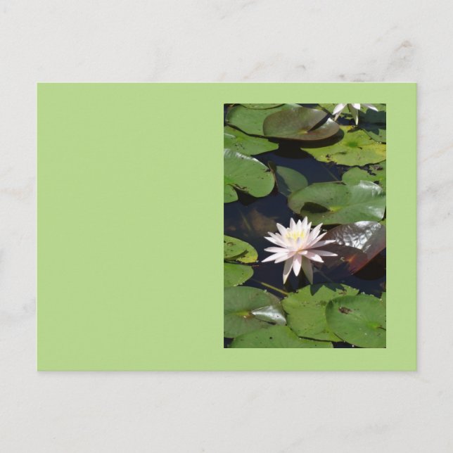 Vatten Lily Vykort (Framsida)