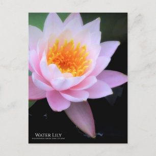 Vatten Lily:vykort Vykort