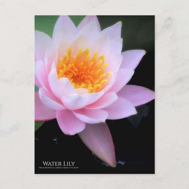 Vatten Lily:vykort Vykort (Framsida)