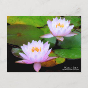 Vatten Lily:vykort Vykort