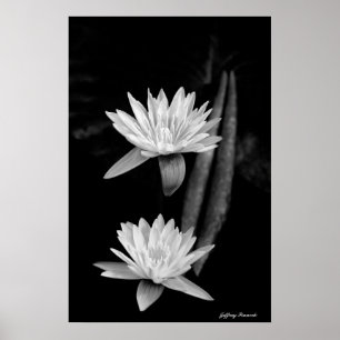 Vatten Lily's Poster
